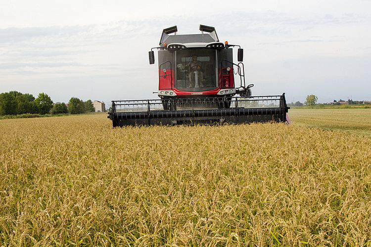 Θεριζοαλωνιστική μηχανή Laverda M410 Rice